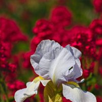 белый ирис. :: Giant Tao /