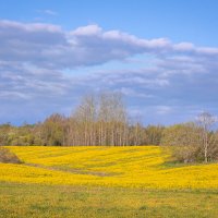 **** :: Елизавета .