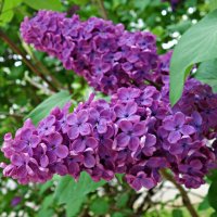 ... :: Галина ... :: Галина