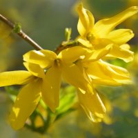 Форзиция - солнечный цветок :: Надежда Куркина 
