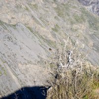 птичка Горихвостка :: Константин Шабалин