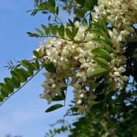 Белой акации гроздья душистые... :: Татьяна Смоляниченко