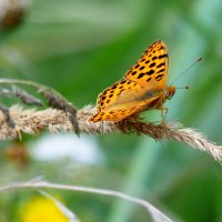 опять про бабочек  2 :: Александр Прокудин