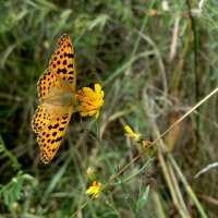 опять про бабочек  4 :: Александр Прокудин