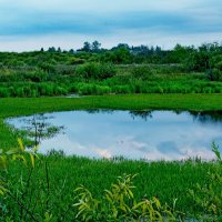 Заливные луга :: Сергей Швечков