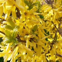 Цветущий май. Форзиция :: Наталья Герасимова Цветущий май. Форзиция :: Наталья Герасимова