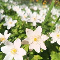 Ветреница :: Сапсан 