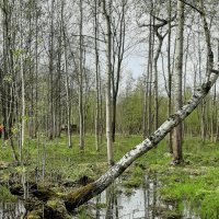 Май :: Наталья Герасимова