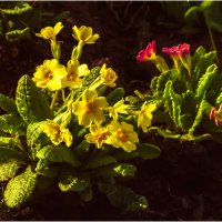 Майские дачные :: Валентин Котляров Майские дачные :: Валентин Котляров