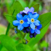 Лесные незабудки :: Милешкин Владимир Алексеевич 