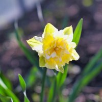 * :: Dmitry i Mary S