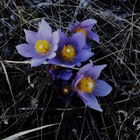 прекрасная сон-трава :: Елена Шаламова прекрасная сон-трава :: Елена Шаламова