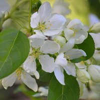 Яблонька декоративная :: Татьяна Лютаева