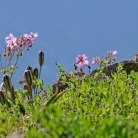 НАШИ ПРОГУЛКИ. :: Виктор Осипчук НАШИ ПРОГУЛКИ. :: Виктор Осипчук