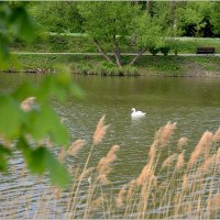 Одинокий лебедь :: Сеня Белгородский