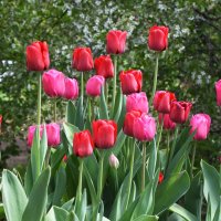 Весна в Ботаническом... :: Наташа *****