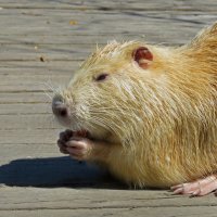 какие лапки, коготки! :: ИРЭН@ .