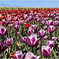 На тюльпановых полях. :: Валерия Комова