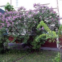 Сирень во дворе. :: Ольга Довженко
