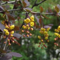 Барбарис :: Freddy 97