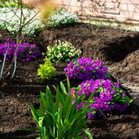 Клумба :: Светлана Мишенёва