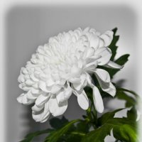 Хризантема :: Елена 