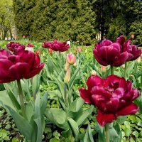 Тюльпаны тёмно-бордовые :: Мария Васильева Тюльпаны тёмно-бордовые :: Мария Васильева