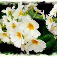 Примула. :: Лия ☼