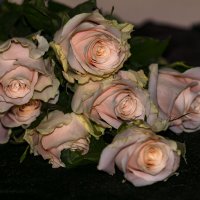 как хороши как свежи были розы :: Наталья Крюкова