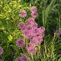 Дикий лук :: Татьяна Пальчикова Дикий лук :: Татьяна Пальчикова