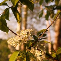 Ох черёмуха ... :: Евгения Каравашкина