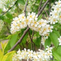 Черёмуха :: Сапсан 