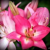 они на радость нам даны :: Олег Лукьянов они на радость нам даны :: Олег Лукьянов