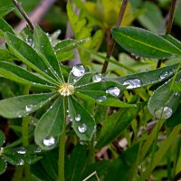 Капли дождя. :: Михаил Столяров Капли дождя. :: Михаил Столяров