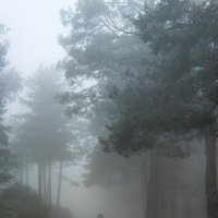 Лесной туман :: Валерий Т