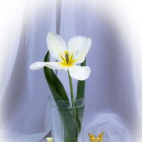 Весенний аромат :: Людмила Павловна Крышковец