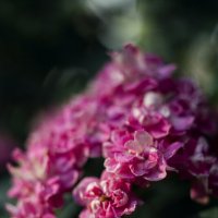 *** :: Яна Горбунова