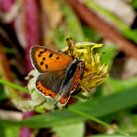Бабочки, снятые сегодня 1 :: Александр Прокудин Бабочки, снятые сегодня 1 :: Александр Прокудин