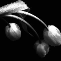 Тюльпаны :: Victoria 