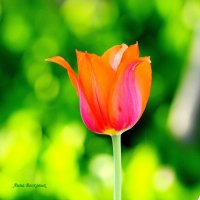 Миражи. :: Восковых Анна Васильевна 