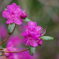 Цветущий май. :: Виктор Иванович Чернюк