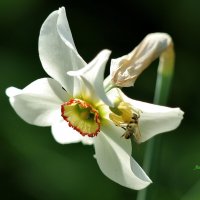 Нарцисс :: Восковых Анна Васильевна 