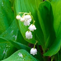 Первые ландыши в городе. :: Милешкин Владимир Алексеевич 