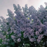 Сирень :: Андрей Хлопонин