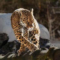 Ягуар :: SanSan 