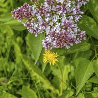 Приласкала сирень одуванчика :: Валерий Иванович