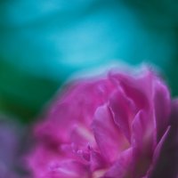 Маннингтон мав рамблер - сорт кустовых роз :: Дмитрий 