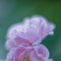 Маннингтон мав рамблер - сорт кустовых роз :: Дмитрий 