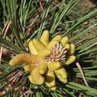 роза сосновая :: Елена Шаламова роза сосновая :: Елена Шаламова