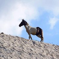 НАШИ ПРОГУЛКИ. :: Виктор Осипчук